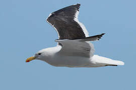 Kelp Gull