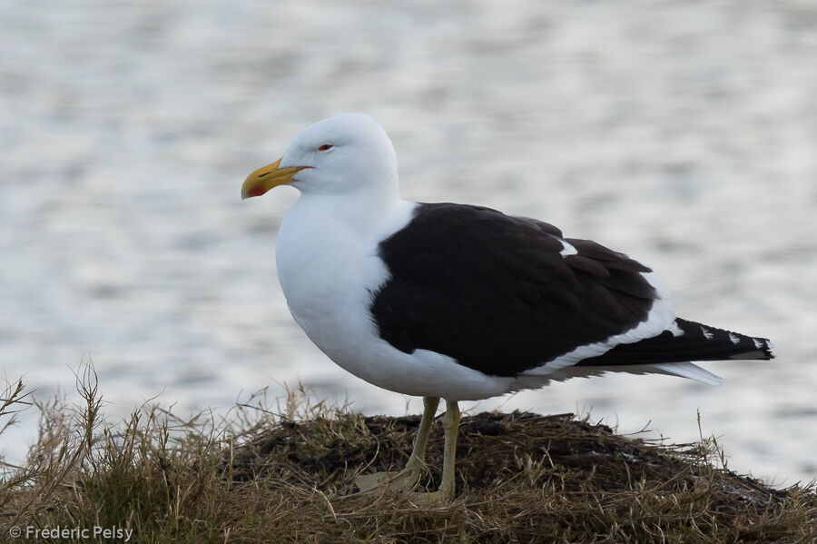 Goéland dominicainadulte