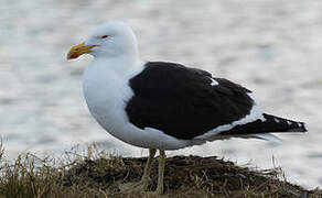 Kelp Gull