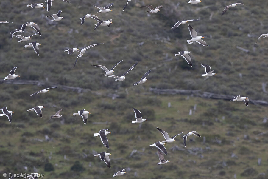 Kelp Gull, Flight