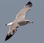 Pallas's Gull