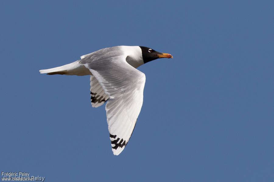 Goéland ichthyaèteadulte nuptial, identification