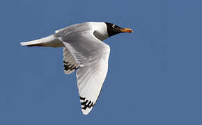 Pallas's Gull