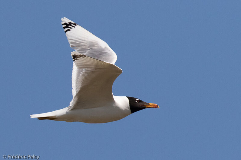 Pallas's Gull, Flight