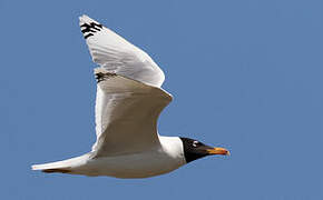 Pallas's Gull