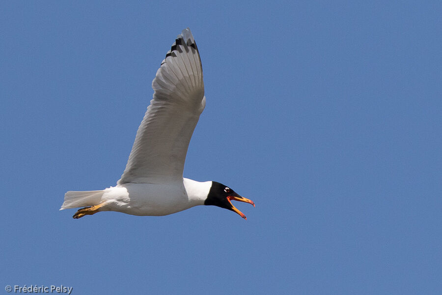 Pallas's Gull, Flight