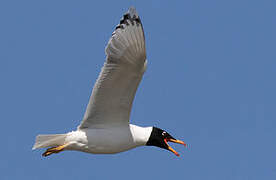 Pallas's Gull