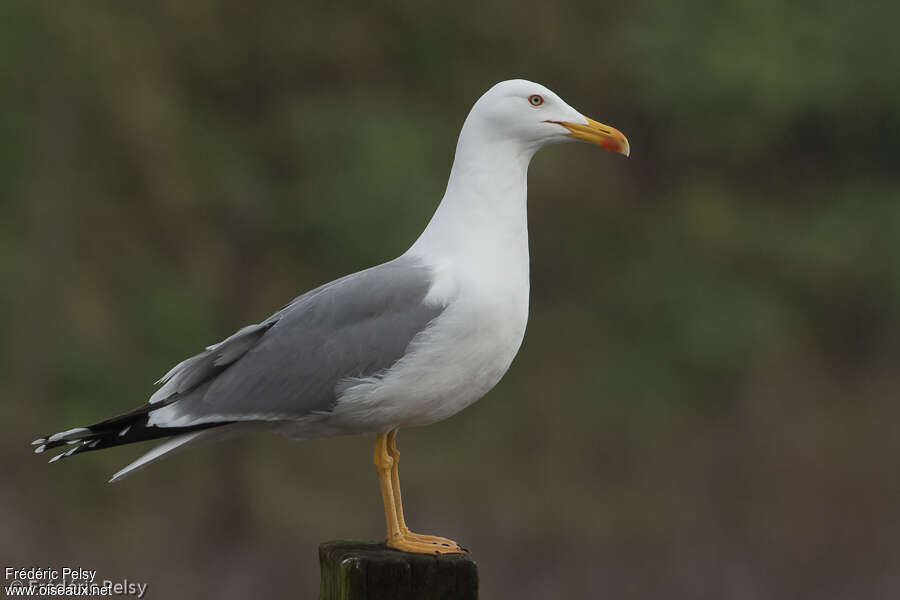 Goéland leucophéeadulte nuptial, identification