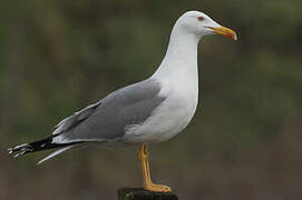 Yellow-legged Gull