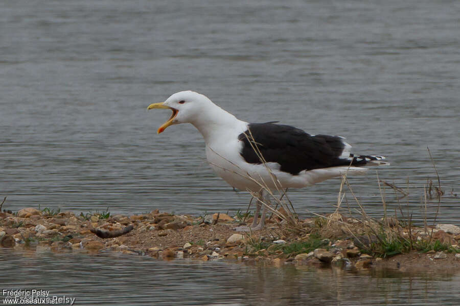 Goéland marinadulte, chant