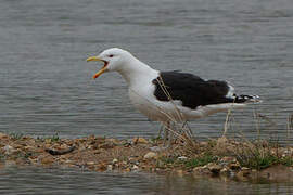 Great Black-backed Gull