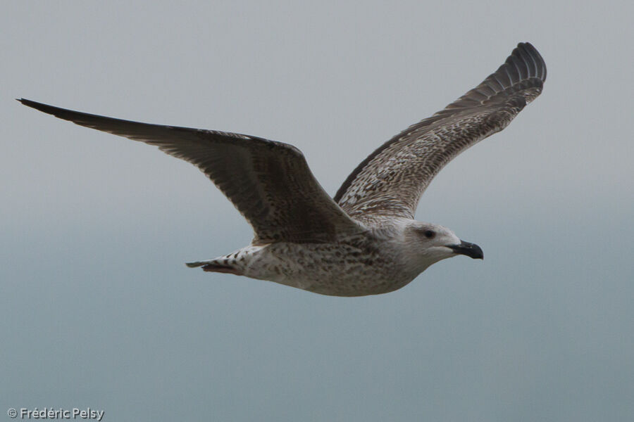 Great Black-backed Gulljuvenile, Flight