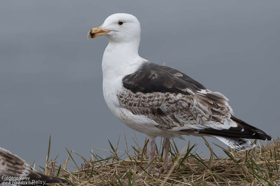 Goéland marinimmature, identification