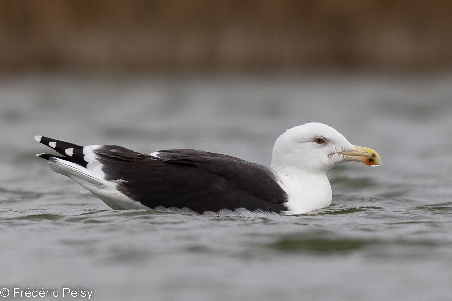 Great Black-backed Gull