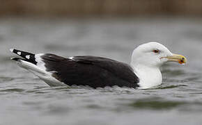 Great Black-backed Gull