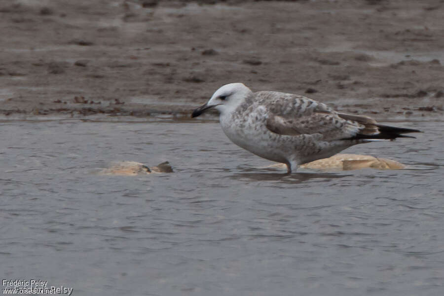 Goéland pontique1ère année, identification