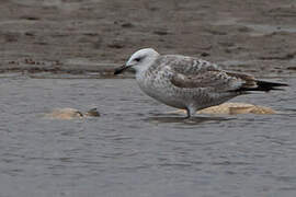 Caspian Gull