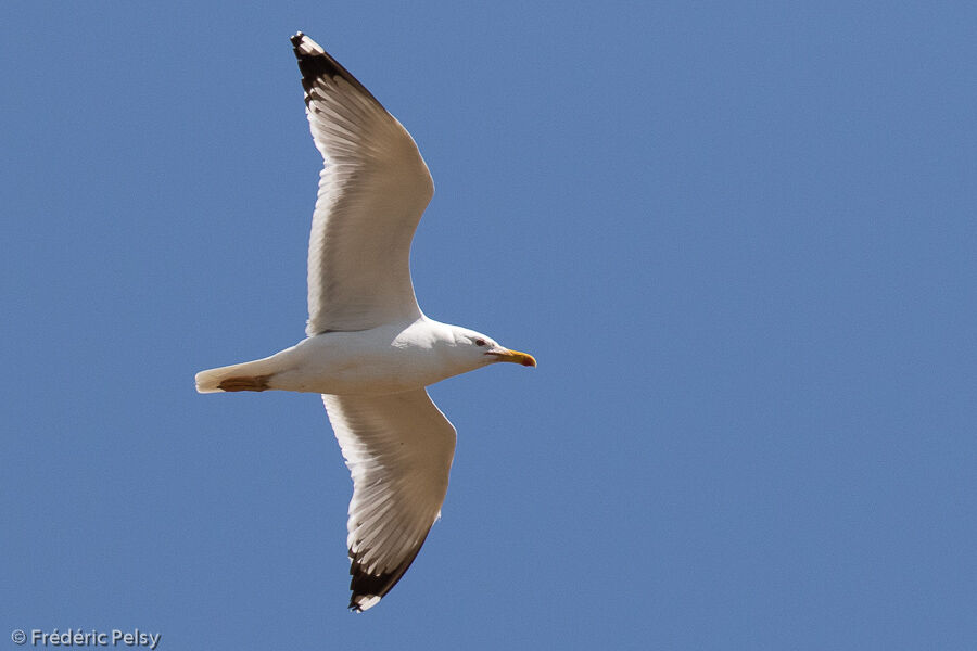 Caspian Gull