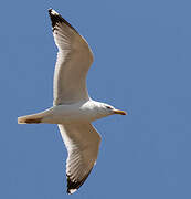 Caspian Gull