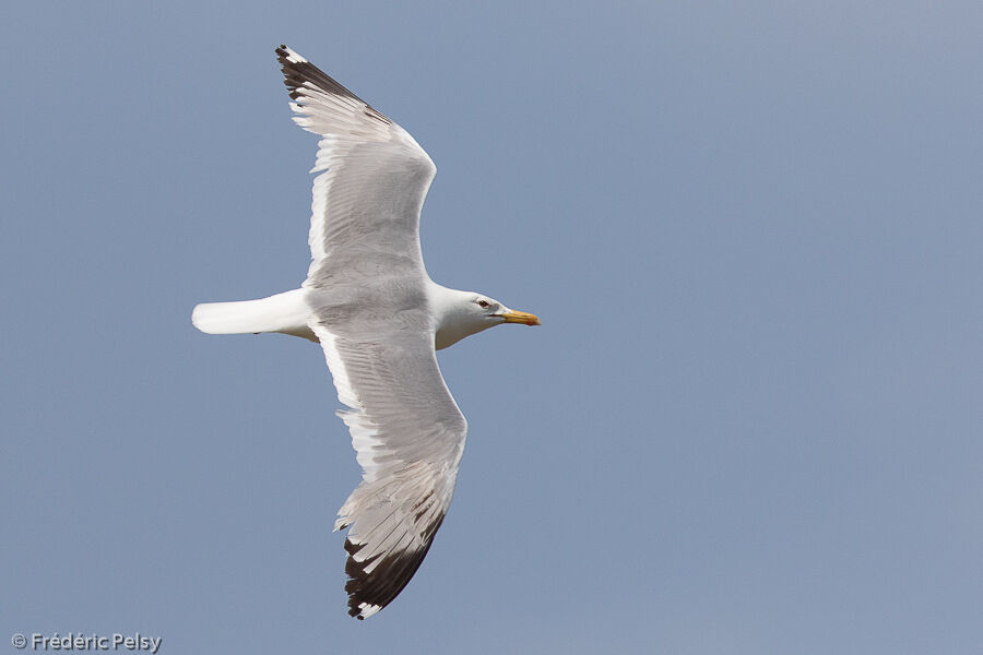 Caspian Gull