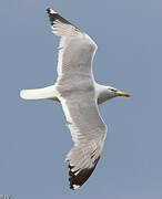 Caspian Gull