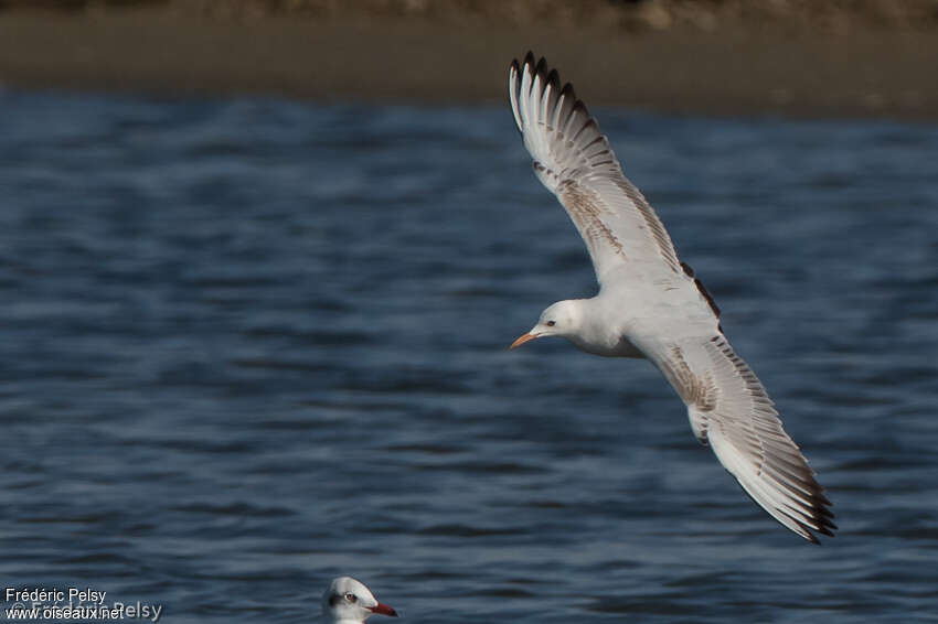 Slender-billed GullSecond year, pigmentation, Flight