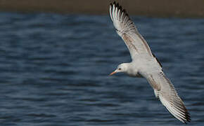 Slender-billed Gull