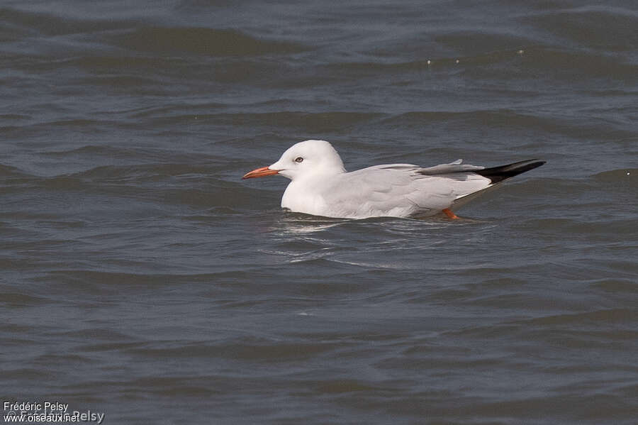 Slender-billed Gulladult post breeding, pigmentation