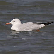 Slender-billed Gull