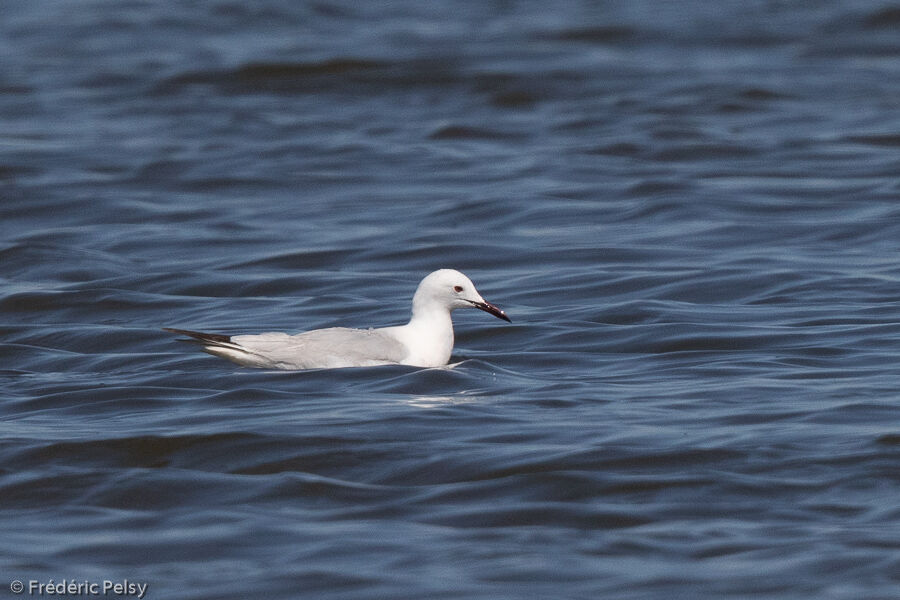 Slender-billed Gull