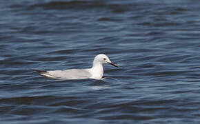 Slender-billed Gull