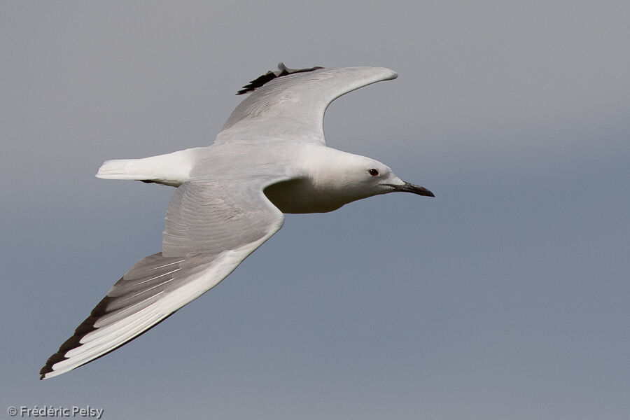 Slender-billed Gulladult, Flight