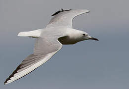 Slender-billed Gull