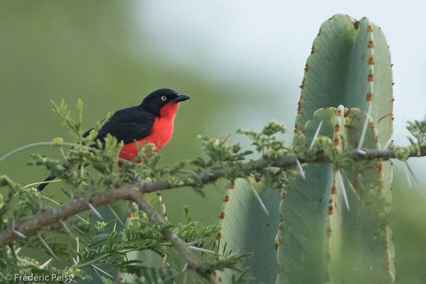 Black-headed Gonolek