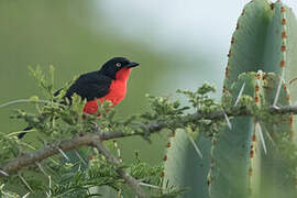 Black-headed Gonolek