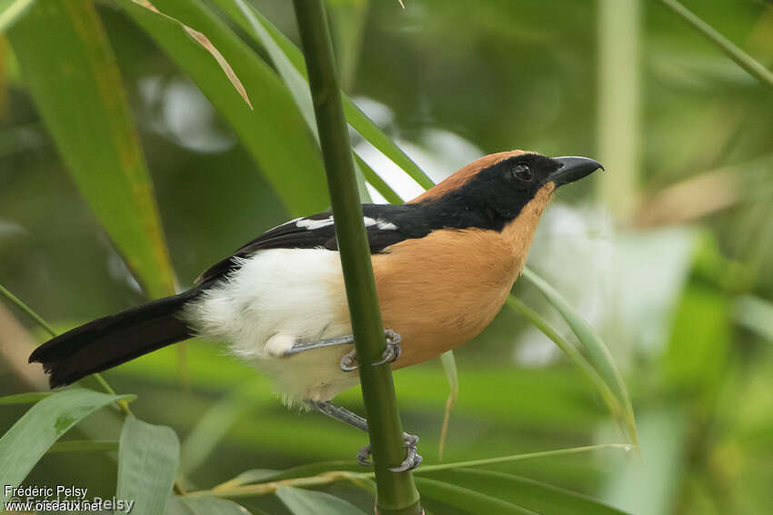 Lühder's Bushshrikeadult, identification