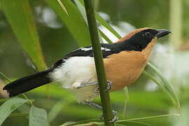 Lühder's Bushshrike