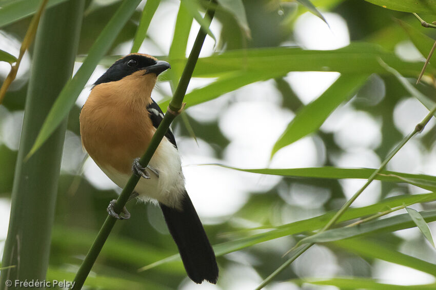 Lühder's Bushshrikeadult