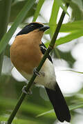 Lühder's Bushshrike