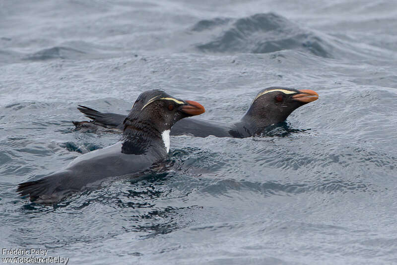 Fiordland Penguinadult, swimming