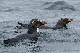 Fiordland Penguin