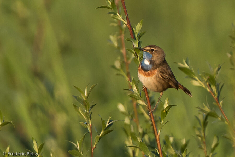 Bluethroat male adult