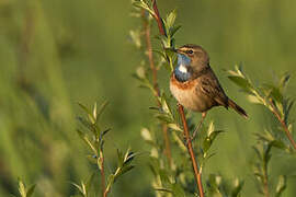 Bluethroat