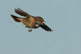 Bluethroat