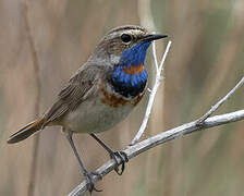 Bluethroat