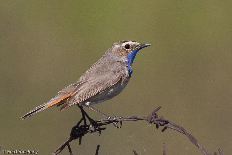 Bluethroat