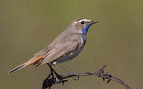 Bluethroat