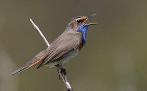 Bluethroat