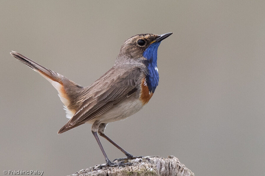 Bluethroat male adult