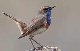 Bluethroat